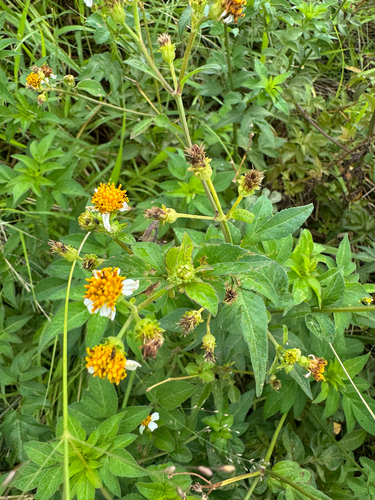 Bidens pilosa observed 2026-10-01