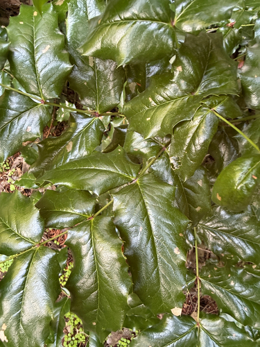 Oregon grape