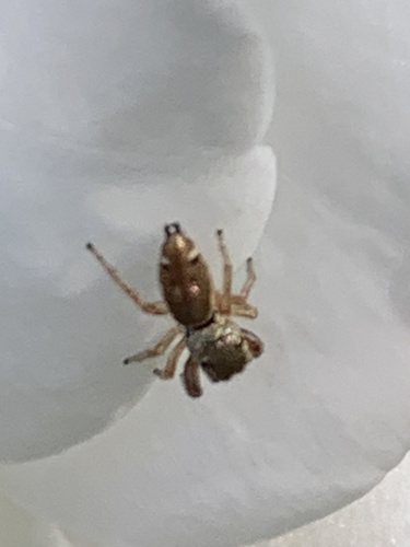 Buttonhook Leafbeetle Jumping Spider