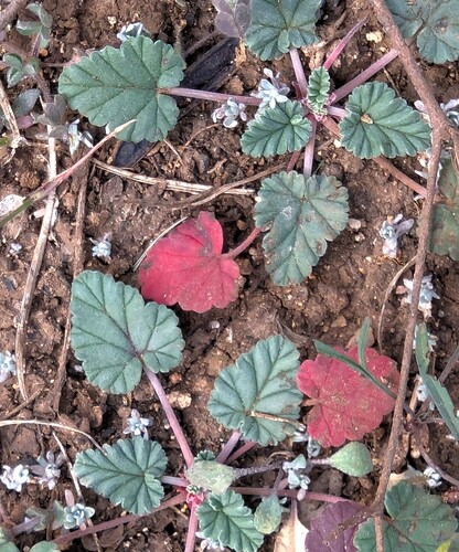 Texas stork's bill