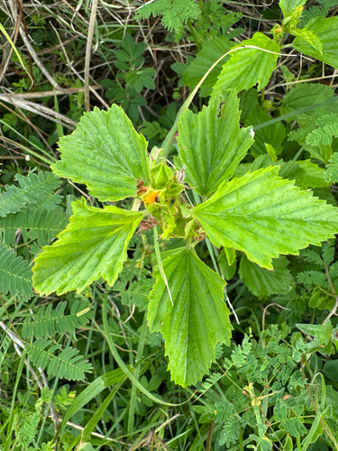 Malvastrum coromandelianum observed 2026-10-01
