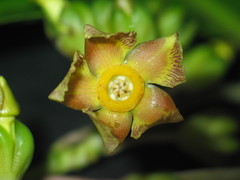 Prestonia portobellensis image