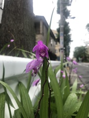 Bletilla