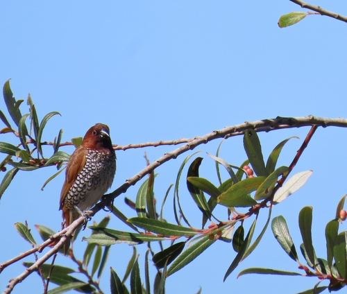 Scaly-breasted Munia