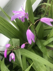 Bletilla