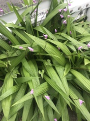 Bletilla