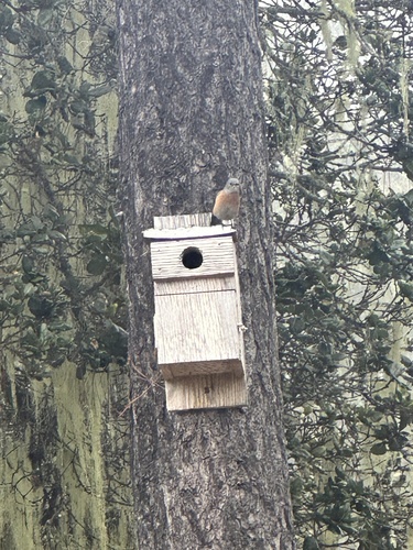 Western Bluebird