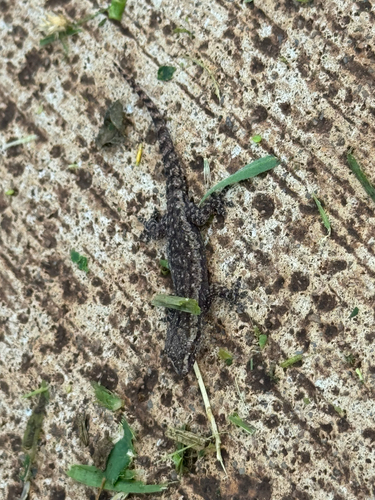 Hemidactylus frenatus observed 2026-10-01