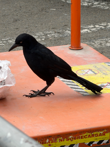 Great-tailed Grackle