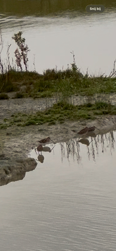 Common Snipe