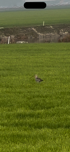 Eurasian Curlew