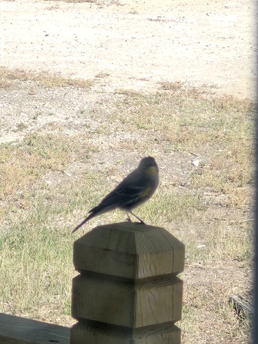 Yellow-rumped Warbler