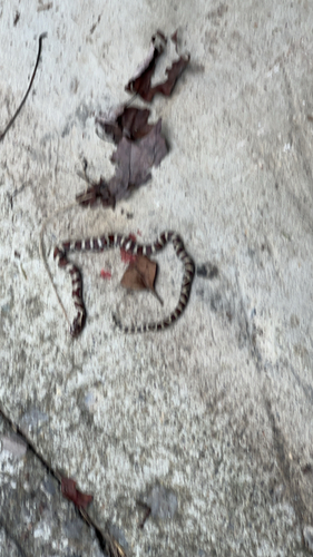 Eastern Milksnake