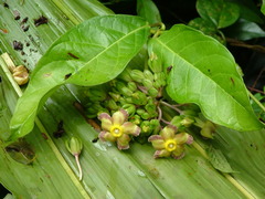 Prestonia portobellensis