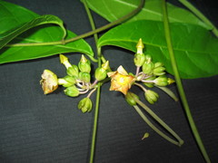 Prestonia portobellensis
