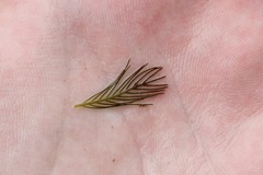 Myriophyllum sibiricum