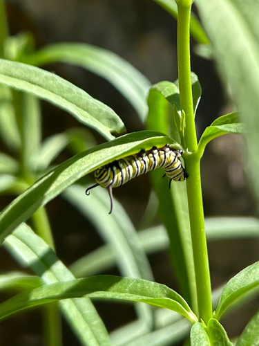 Monarch