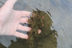 Myriophyllum sibiricum