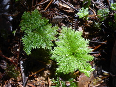 Dendrohypopterygium filiculiforme