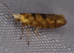 Argyresthia alternatella