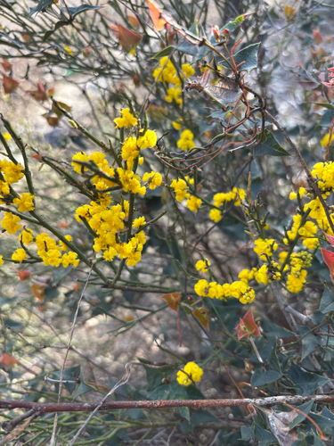 Acacia spinescens observed 2026-09-27