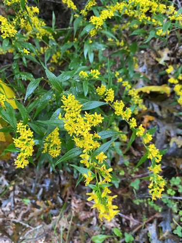 bluestem goldenrod
