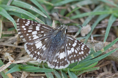 Burnsius adepta