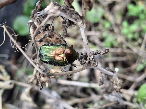 European Rose Chafer
