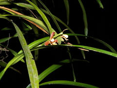 Prosthechea livida