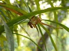 Prosthechea livida
