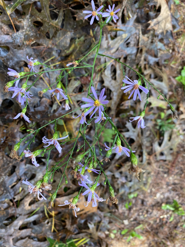 sky blue aster