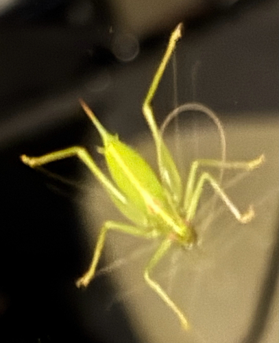 Southern Oak Bush-cricket