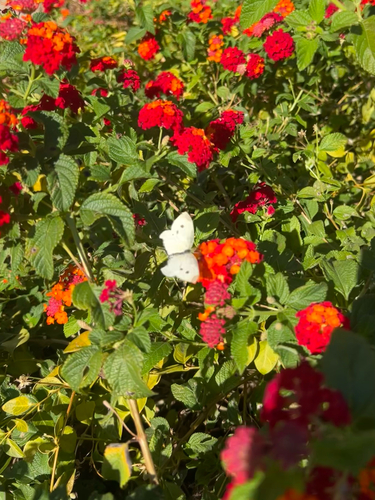 Small White