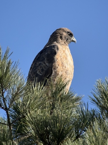 Red-tailed Hawk