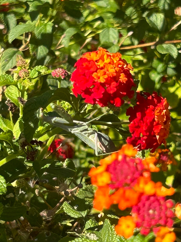 Arizona Mantis