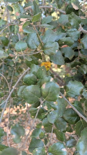 coast live oak