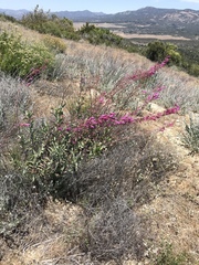 Penstemon × parishii
