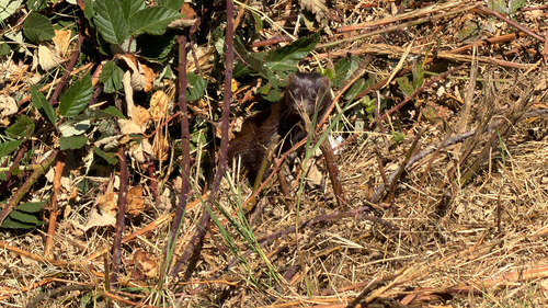 American Mink