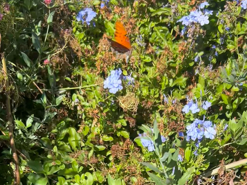 Gulf Fritillary