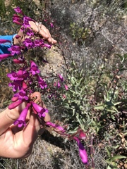 Penstemon × parishii