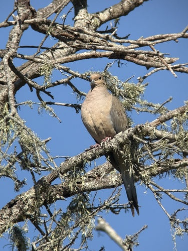 Mourning Dove