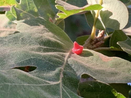 Red Cone Gall Wasp
