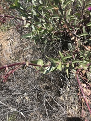 Penstemon × parishii