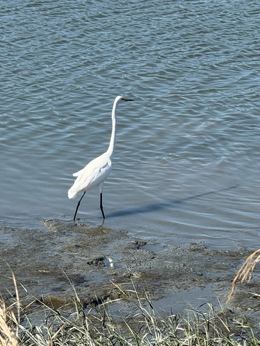 Great Egret