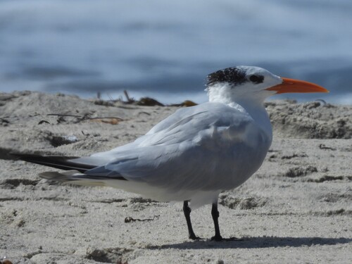 Royal Tern