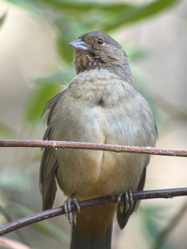 California Towhee