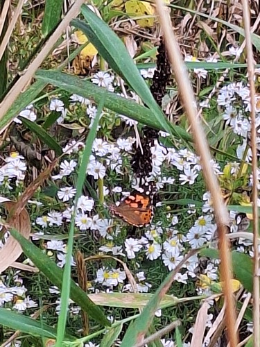Painted Lady