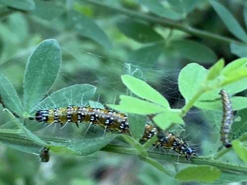 Genista Broom Moth