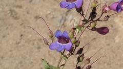 Penstemon spectabilis spectabilis