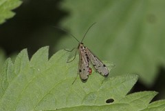 Panorpa germanica
